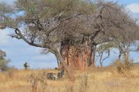 Tarangire - Baobab