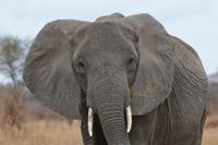 Tarangire - Elefant 2