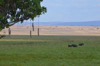 Tarangire - Sümpfe 2