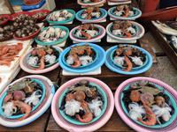 Fischmarkt Busan Südkorea