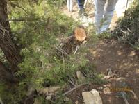 abgesägter Baumstamm für uns 