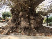 Älteste Platane auf Kreta im Dorf Krasi