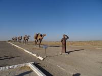 Karawanenzug - Erinnerung anh die Seidenstraße