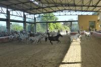 135-Yeguada_de_la Cartuja