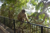 137-Gibraltar_Makaken-Berberaffe