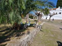 Vor dem Kloster begrüßt uns eine Schar von Schnattergänsen