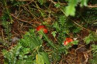 Algonquin-Nationalpark