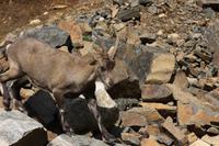 Omega-Wildlifepark - Bergziege