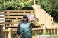 Omega-Wildlifepark - Eule