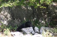 Omega-Wildlifepark - Schwarzbär 