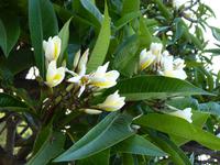 021 Madagaskar -  Antsirabe