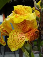 047 Madagaskar -  Ranomafana