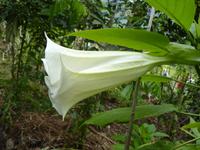 052 Madagaskar -  Ranomafana