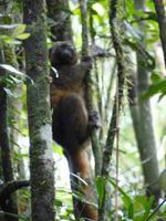 061 Madagaskar -  Ranomafana-Nationalpark