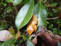 064 Madagaskar -  Ranomafana-Nationalpark