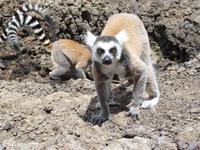 077 Madagaskar - Ambalavao - Kattalemuren im Reservat Anja