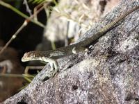 102 Madagaskar - Isalo-Park