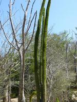 116 Madagaskar - Unterwegs nach Tulear - Arboretum Antsokay