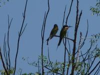 122 Madagaskar - Unterwegs nach Tulear - Arboretum Antsokay