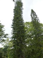 153 Mauritius - Botanischer Garten