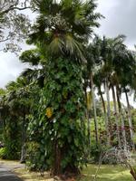 160 Mauritius - Botanischer Garten