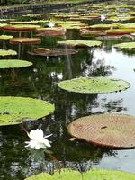 161 Mauritius - Botanischer Garten