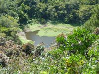 173 Mauritius - Kratersee Trou aux Cerfs