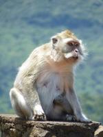 184 Mauritius - Makaki-Affe