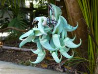 211 Mauritius - Vanille Reserve des Mascareignes