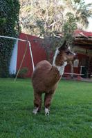 Alpaca im Hotelgarten, Nazca