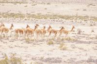 Vicuñas zwischen Arequipa und Puno
