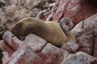 Als Seelöwe findet man überall Platz