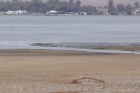 Flamingos (etwa 1 km entfernt)
