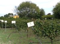 Züchtung von verschiedenen Sorten