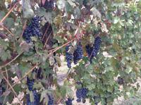 in den Weinbergen an den Hängen des Vesuv