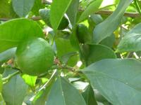 Zitronengarten bei Montecatini Terme