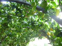 Zitronengarten bei Montecatini Terme