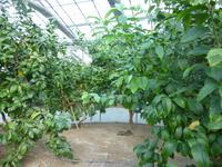 Zitronengarten bei Montecatini Terme