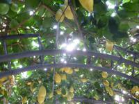 Zitronengarten bei Montecatini Terme