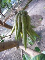 Zitronengarten bei Montecatini Terme