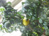 Zitronengarten bei Montecatini Terme