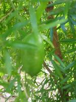 Zitronengarten bei Montecatini Terme