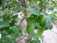 Zitronengarten bei Montecatini Terme