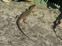 botanische Gärten von 