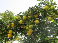 Zitronenbäume säumten den Weg bei der Wanderung