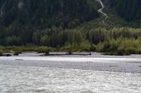 Bald Eagles am Salmon River