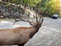 Ost-Kanada zum Indian Summer - Omega-Wildtierpark