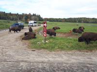 Ost-Kanada zum Indian Summer - Omega-Wildtierpark