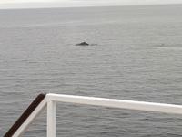 Ost-Kanada zum Indian Summer - Tadoussac, Wahlbeobachtungstour