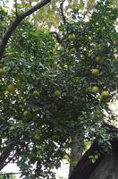 Pomelo-Baum